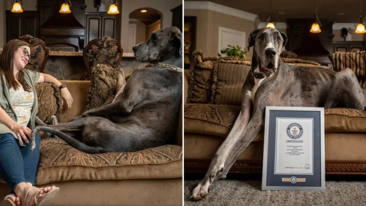 Morre o cachorro mais alto do mundo aos 4 anos de idade