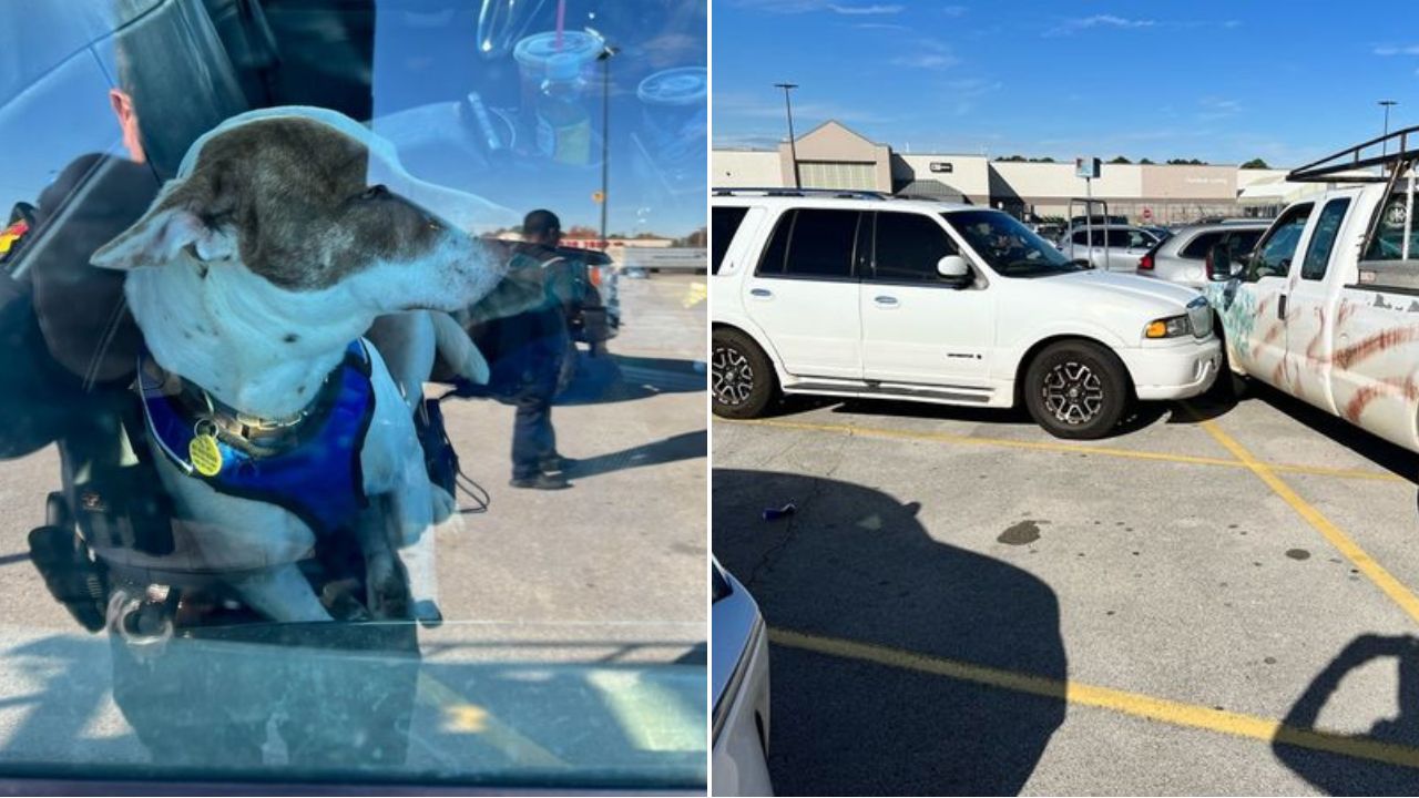 ‘Direção imprudente’ de cachorro causa acidente de carro nos Estados Unidos
