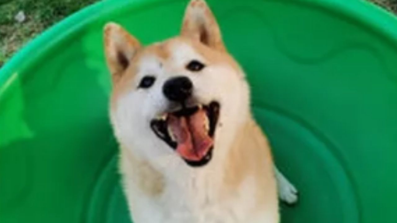 China: Cachorro abandonado por dono há 3 anos é leiloado por US$ 25 mil