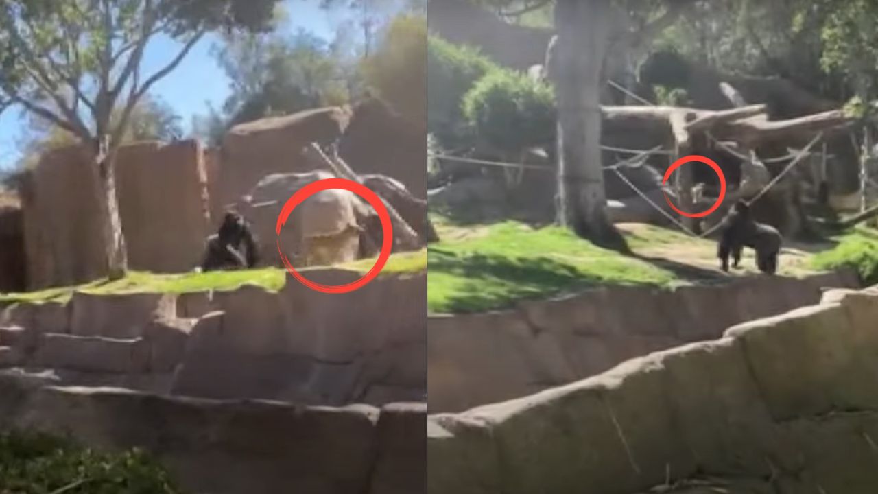 Vídeo inusitado mostra cachorro preso em gaiola de gorila