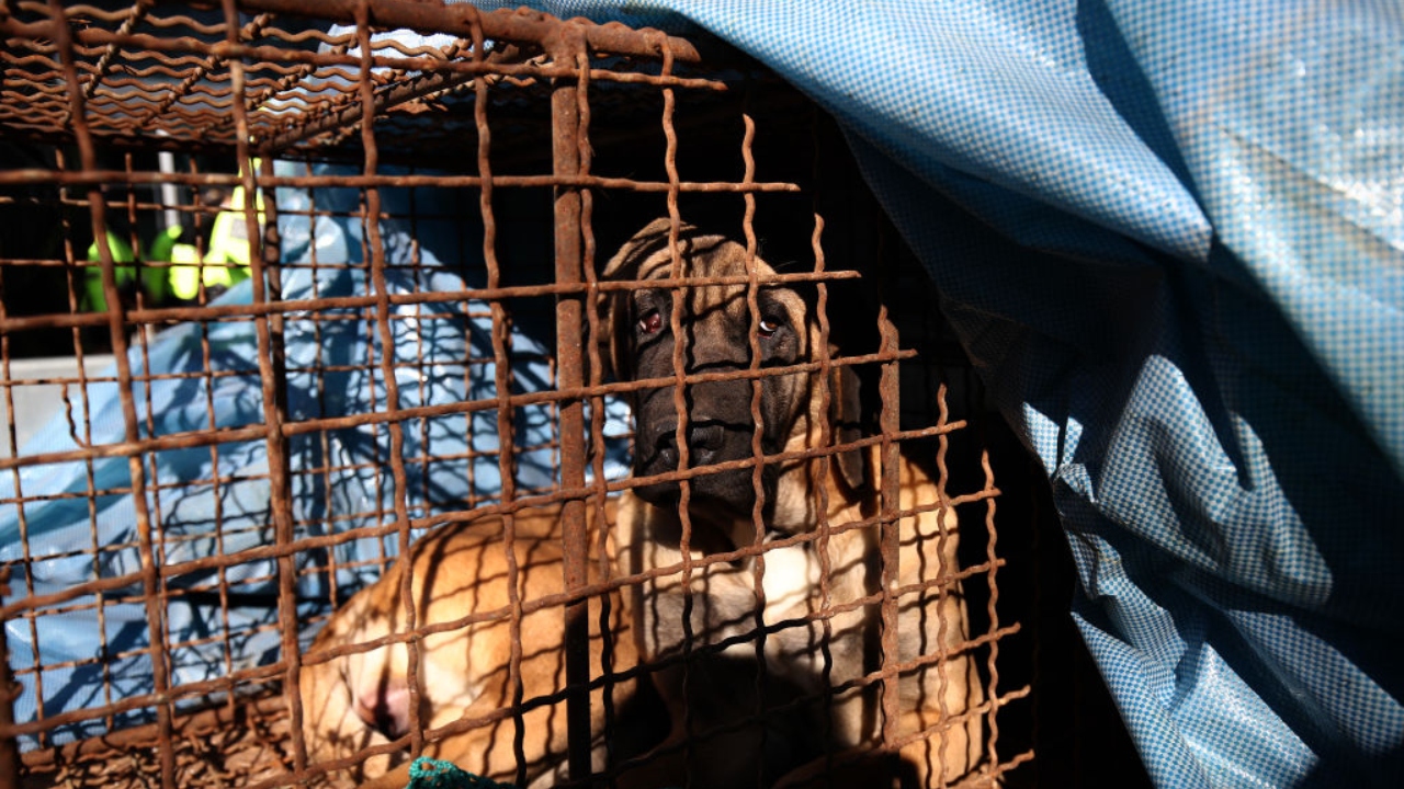 Coreia do Sul: Manifestantes ameaçam soltar 2 milhões de cães em Seoul