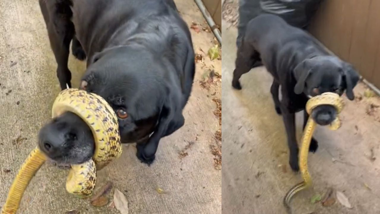 Acidente animal: Cachorro fica com cobra enrolada no focinho nos EUA