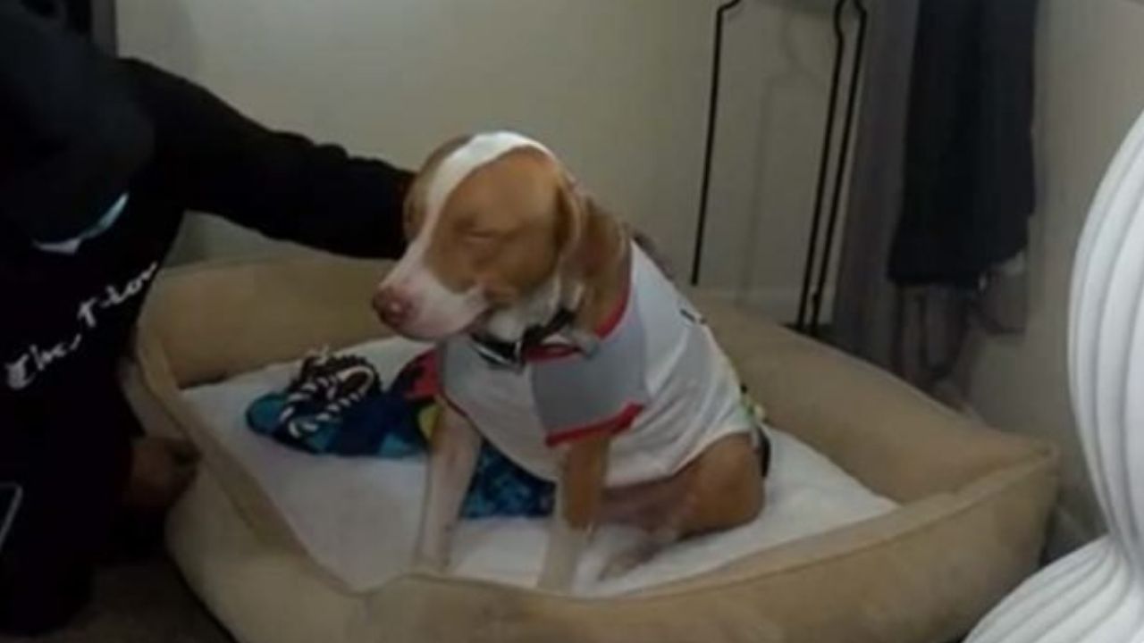 EUA: Cão salva sua dona ao perceber que a casa em que moram está pegando fogo
