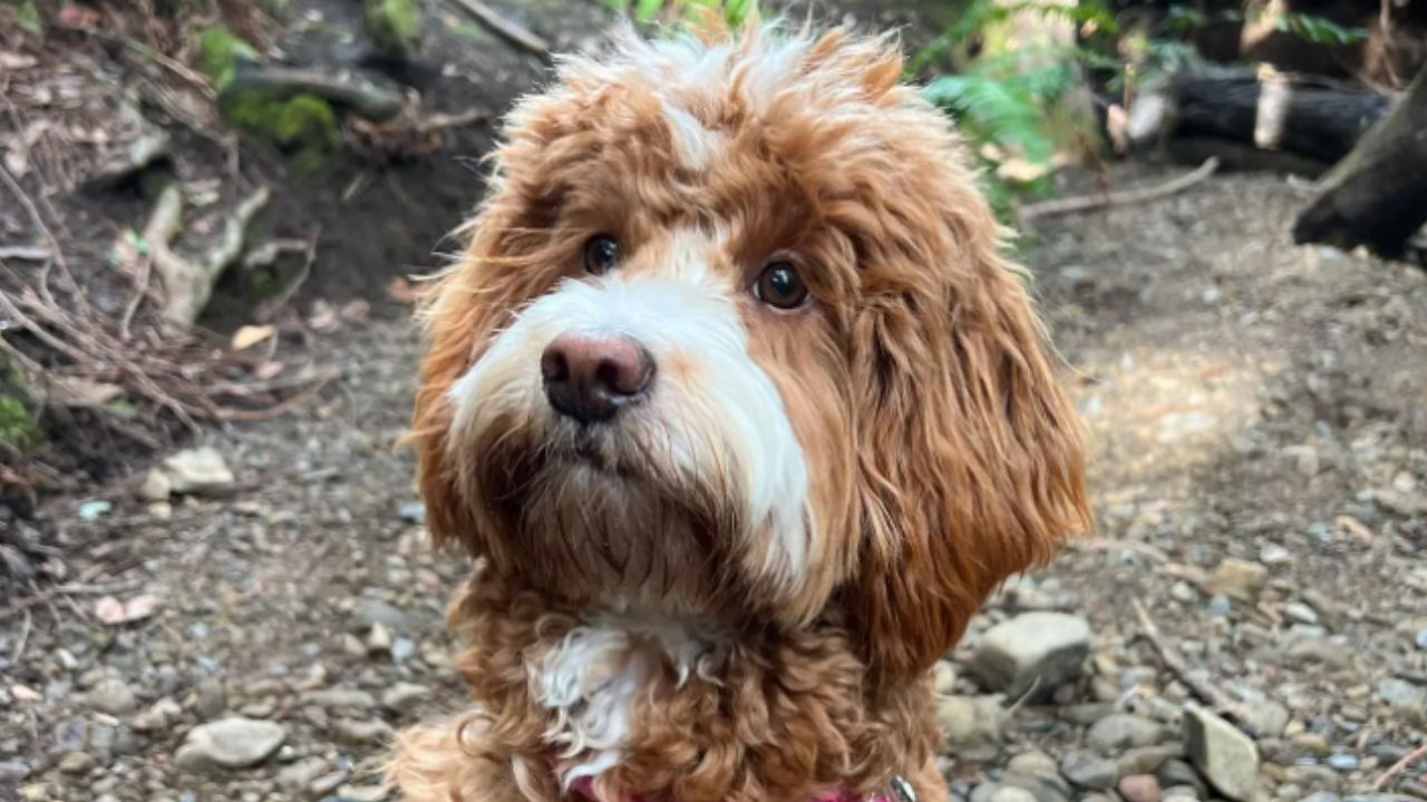 Cadela é contaminada com opioides após comer fezes humanas em parque dos EUA