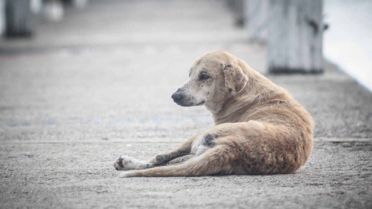 Catar: Ativistas denunciam matança de cachorros de rua antes da Copa