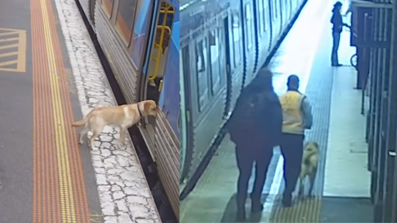 Austrália: Cachorro foge de donos e percorre 33 quilômetros