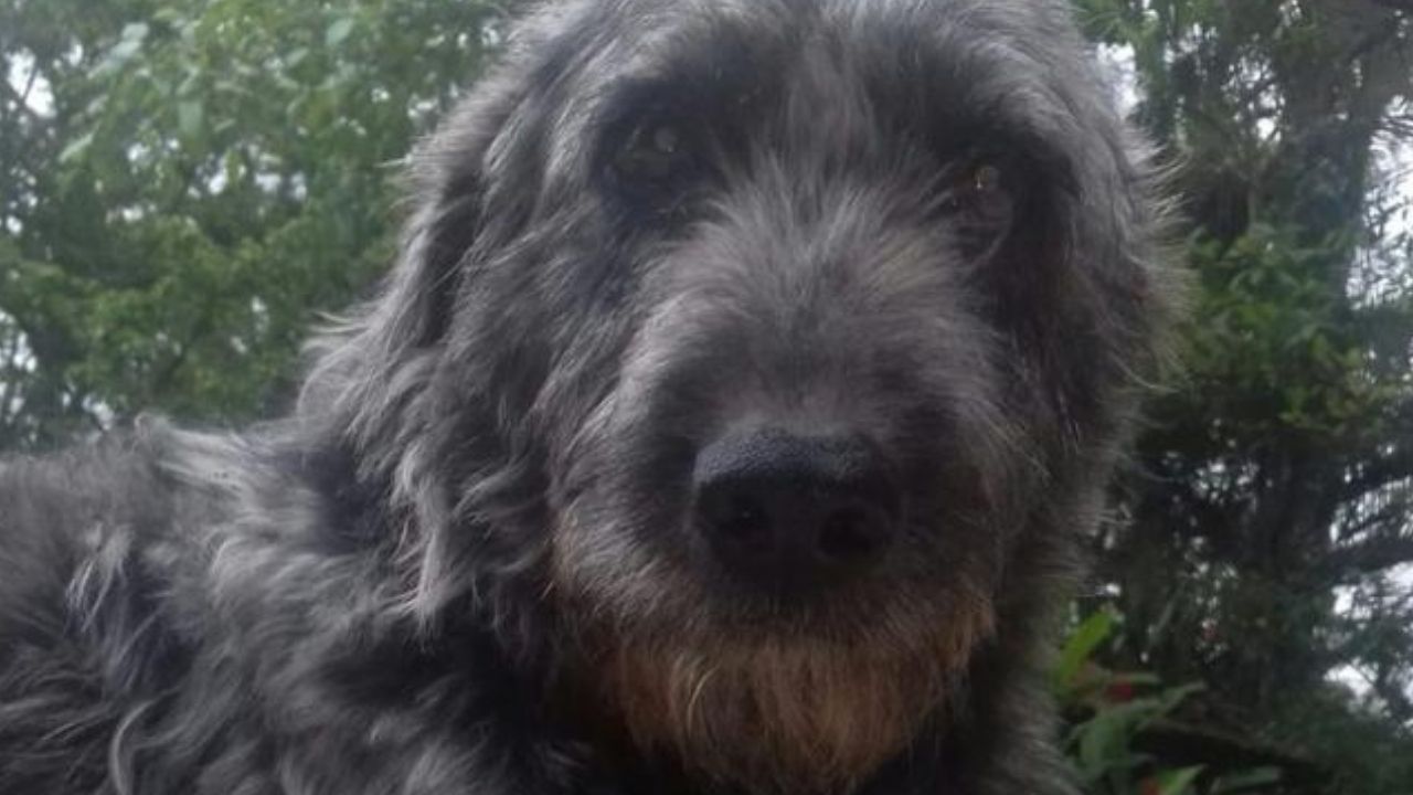 Após salvar garota de 12 anos de ataque de cobra, cachorro é internado em SP