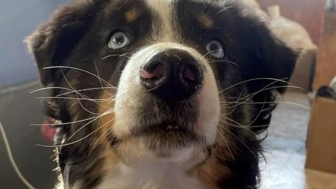 No Alasca, cãozinho perdido volta para casa após caminhar 241 quilômetros
