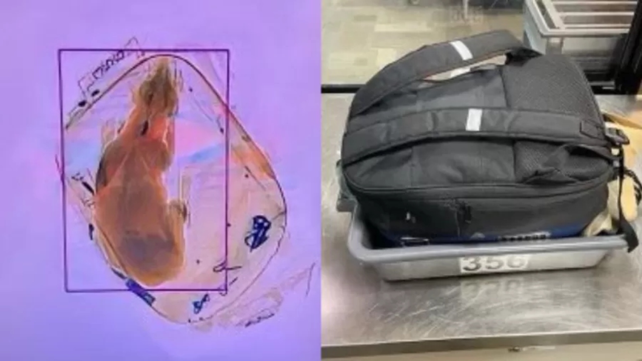 Em aeroporto, cachorro é flagrado dentro de mochila em máquina de raios-x