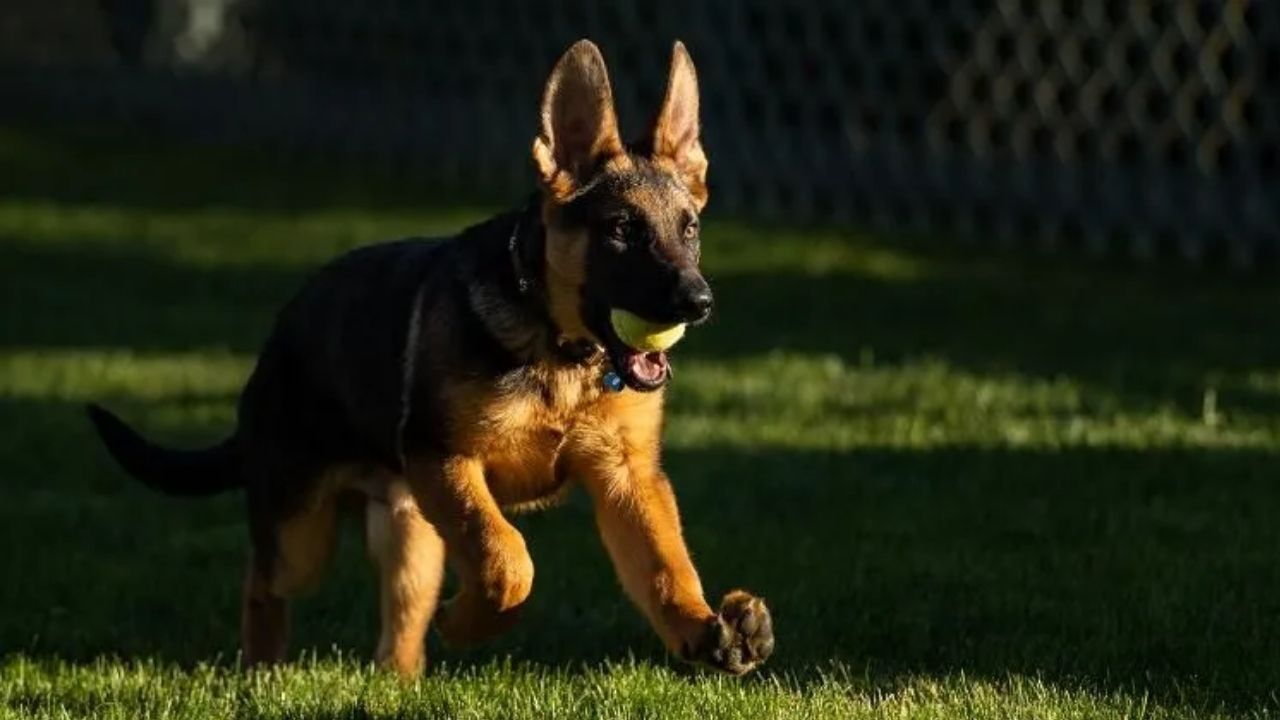 Casa Branca ganha novo cachorro, Commander