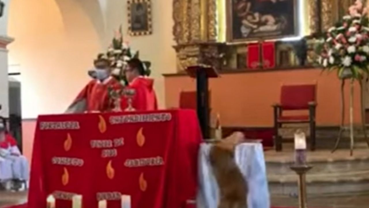 Em missa, cachorro pega pão do altar em meio à distração de padre