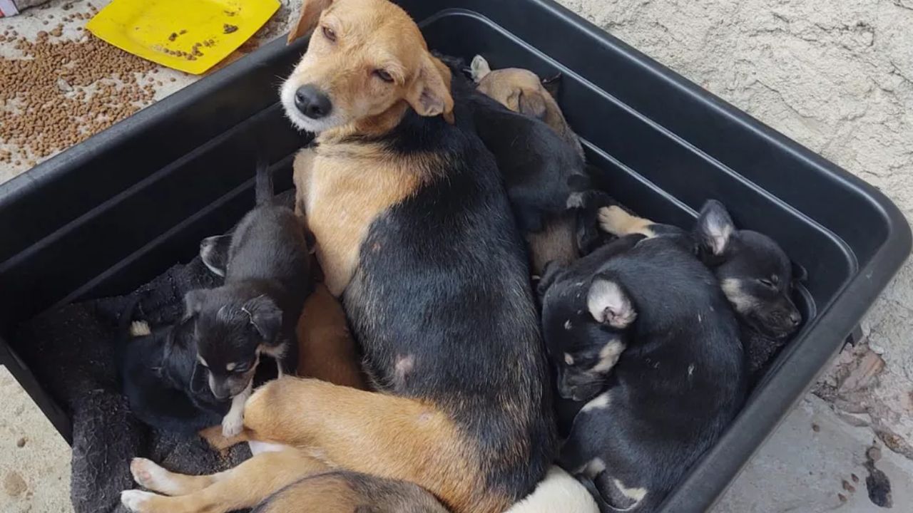 Incêndio mata cães e gatos em casa de homem que resgata animais de rua