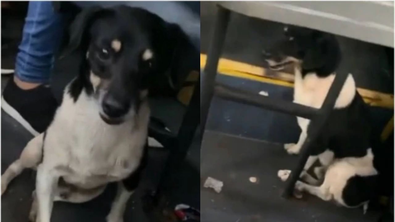 Cachorro vai a aulas de tutor pegando ônibus no Mato Grosso