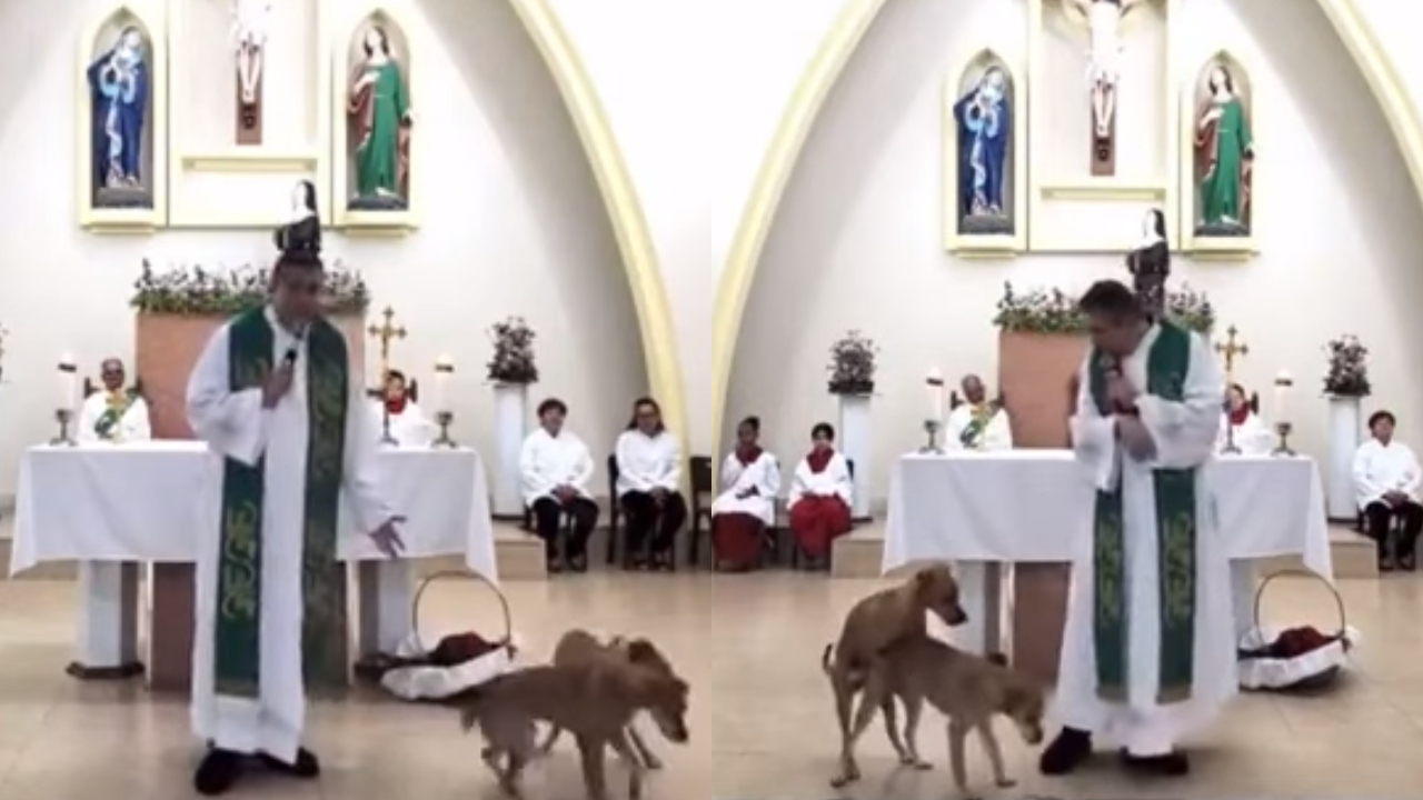 Visita inusitada: Cães ‘invadem’ missa, brincam com vestes do padre e tentam cruzar em altar