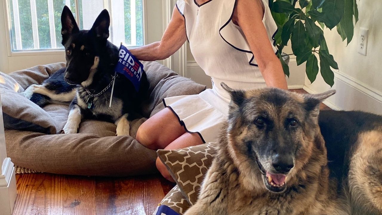 Após incidente com funcionário, cachorros de Biden são transferidos para casa da família em Delaware