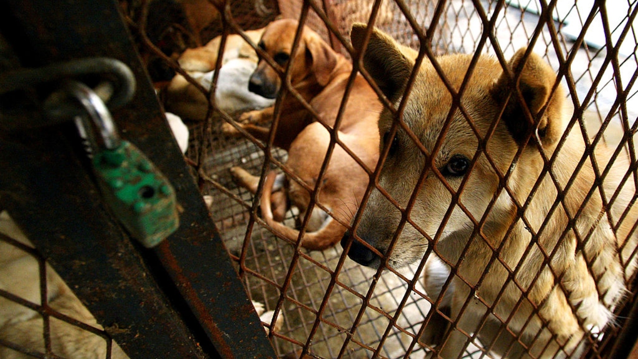 Lei que proíbe consumo de carne de cachorro é aprovada na Coreia do Sul