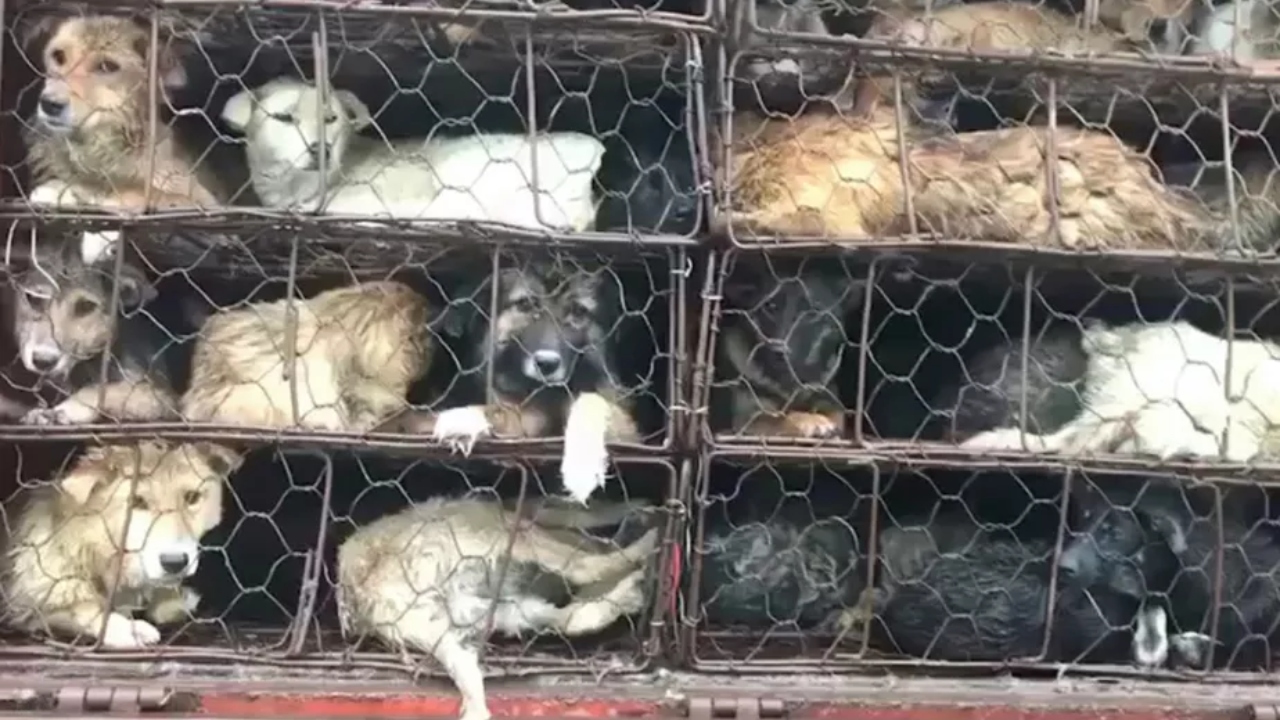 Ativistas tentam salvar cachorros que terão suas carnes consumidas em festival na China