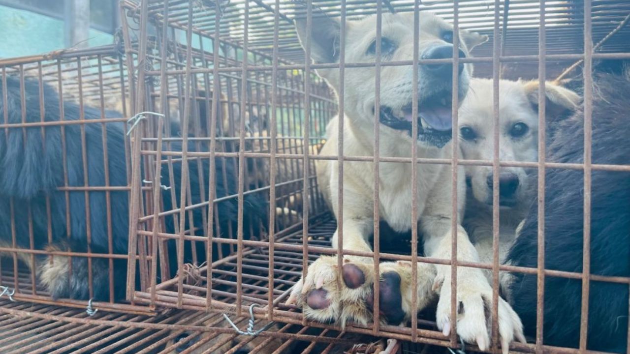 China: Quase 400 cães são salvos a caminho de festival de carne de cachorro