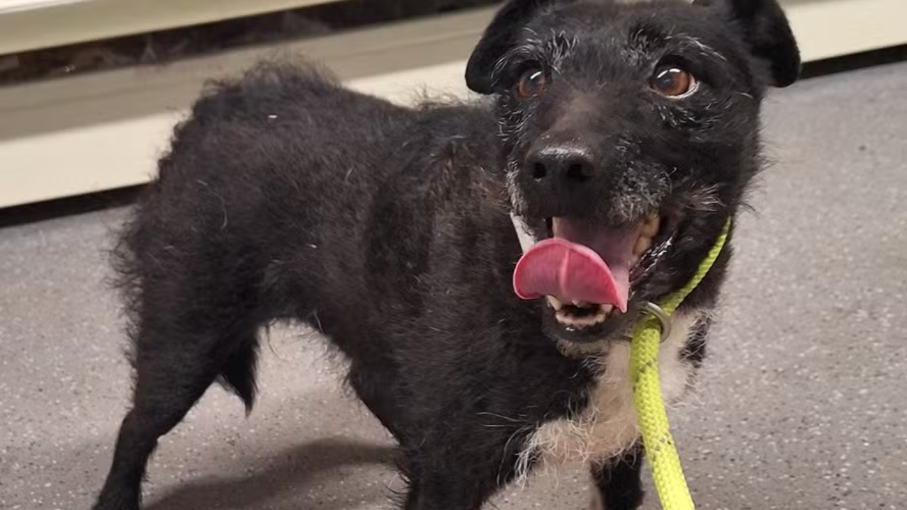 Na Inglaterra, cachorra é resgatada depois de 7 anos vivendo em floresta