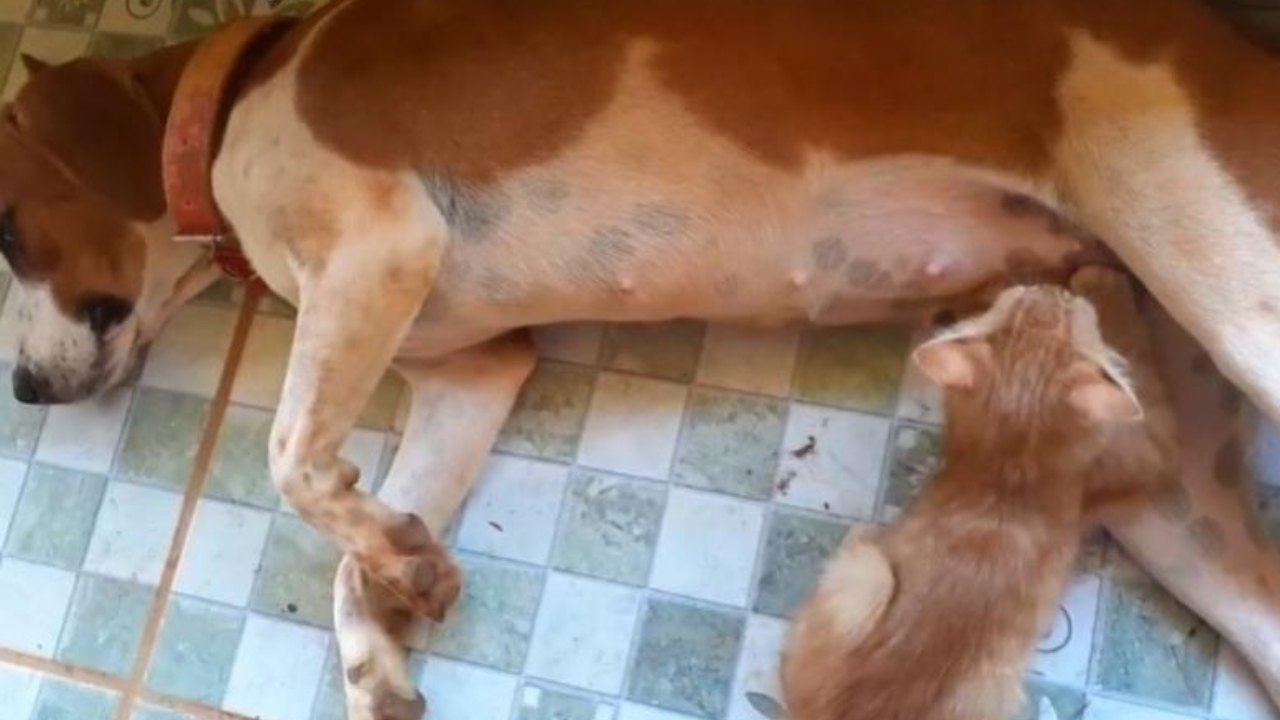 Em Goiás, cena improvável entre gato e cadela emociona moradores
