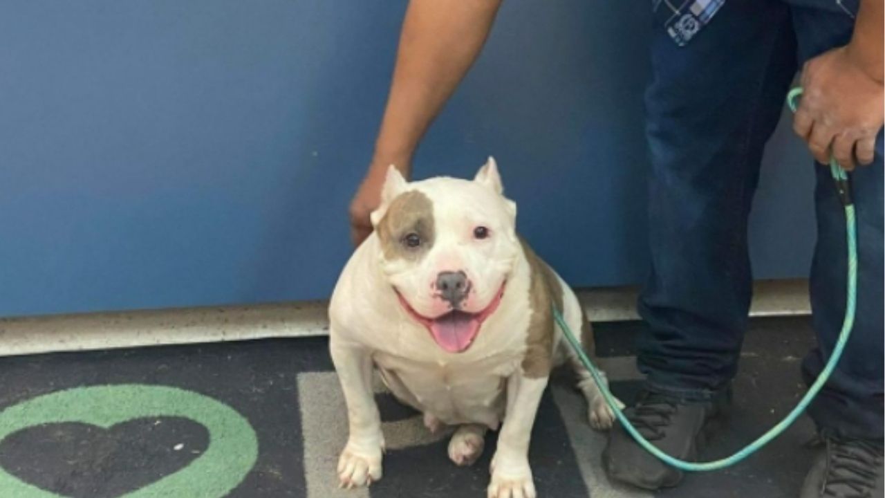 Cadela que desapareceu por 5 anos reencontra tutor nos Estados Unidos