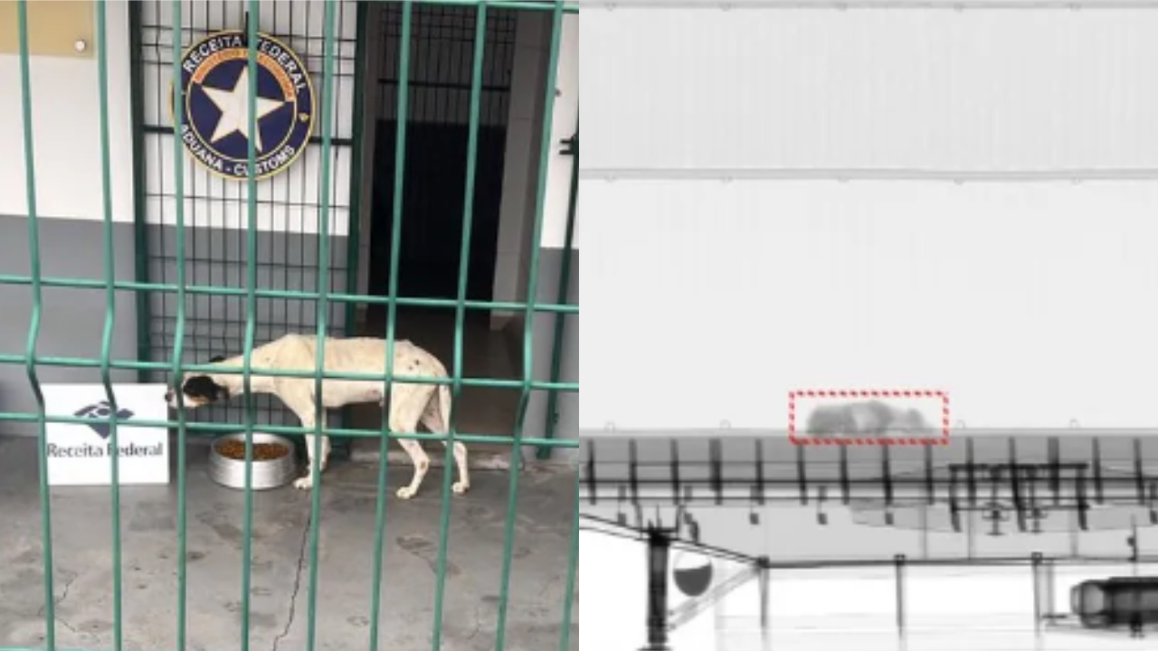 Cães encontrados em contêiner rumo à China são resgatados graças à escaneamento