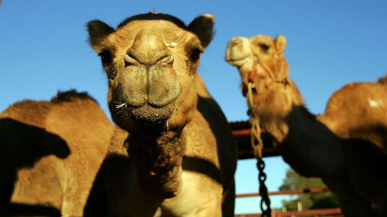 Botox causa desclassificação de 40 camelos em competição