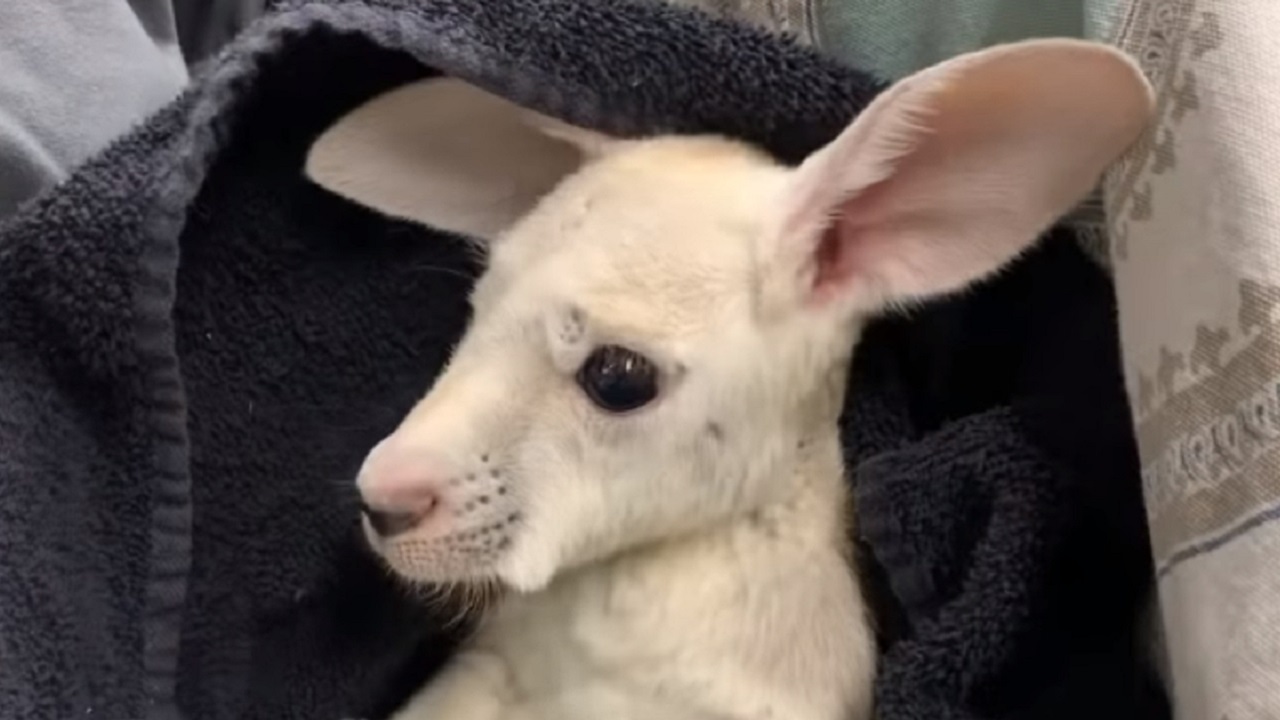 Canguru com condição extremamente rara nasce em zoológico de Nova York