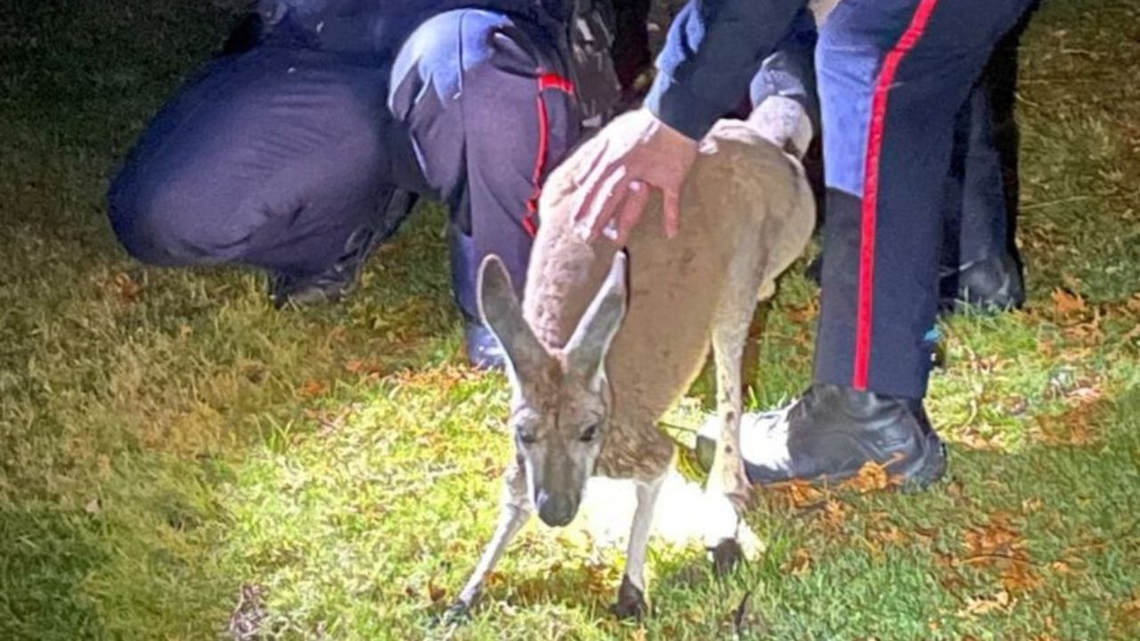Canguru que fugiu de zoológico desfere soco contra policial durante captura