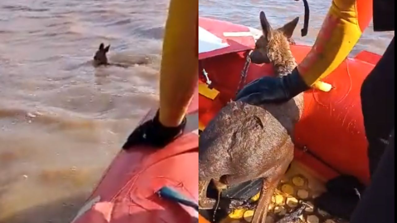 Canguru que se afogava em enchente é resgatado na Austrália