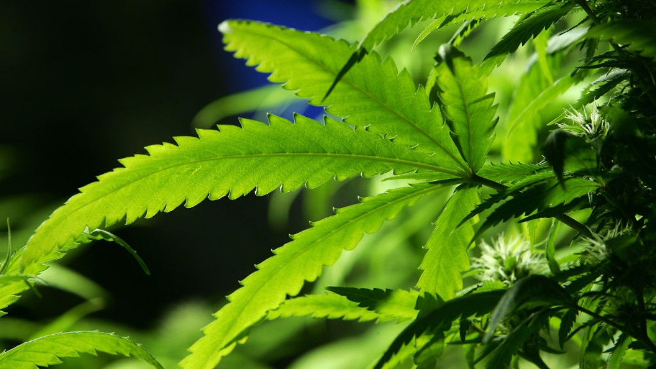 Justiça do Brasil autoriza ONG a fabricar medicamentos à base de cannabis