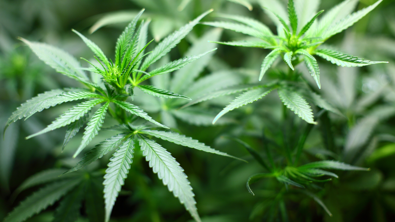 Justiça autoriza plantio de cannabis medicinal em universidade: ‘revolução’