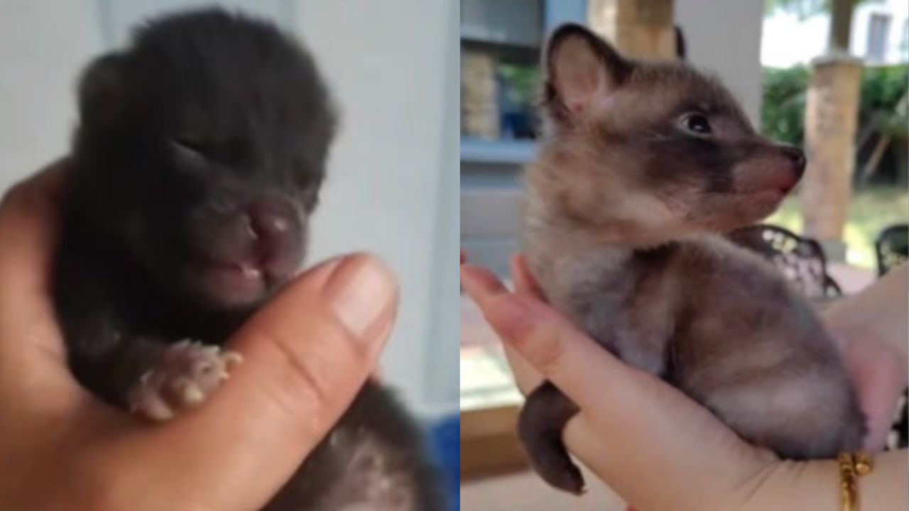 Mulher cria animal selvagem pensando ser filhote de cachorro