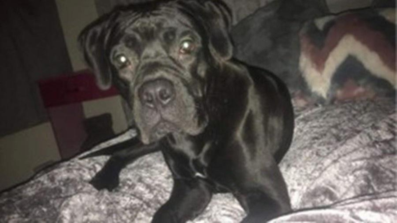 Após ser resgatado de sequestro, cão é roubado novamente