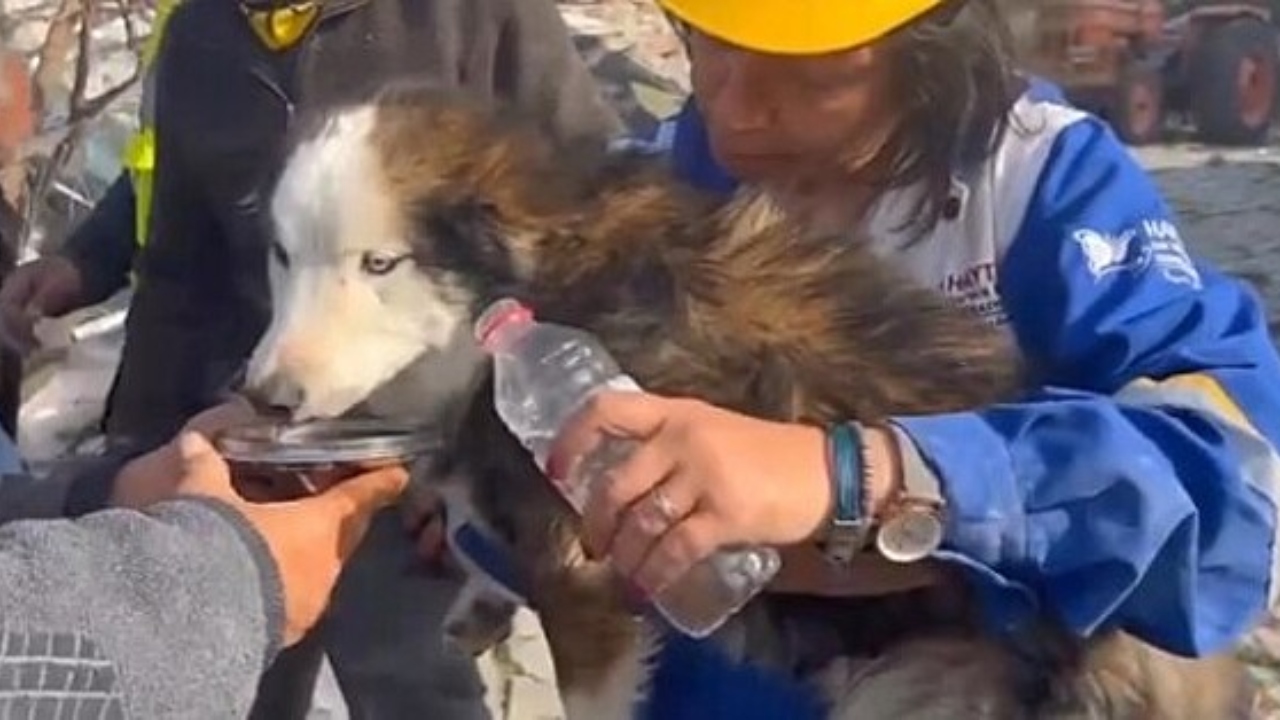 Cachorro é resgatado em escombros na Turquia 23 dias após terremoto