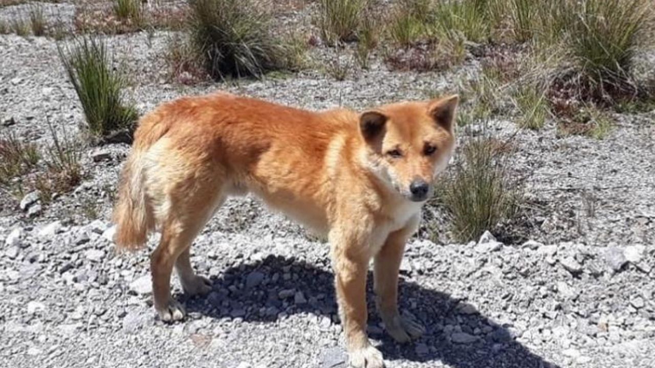 Apontado como extinto há 50 anos, o chamado cão cantor foi visto na Indonésia, diz estudo