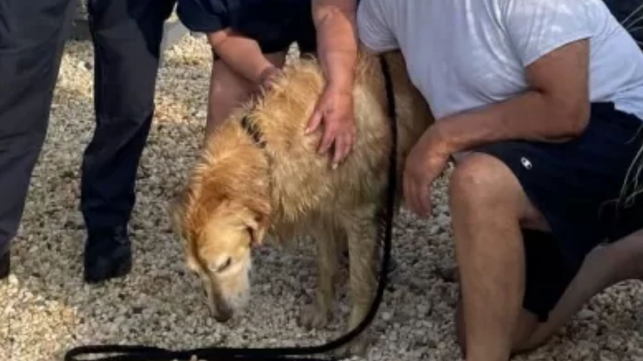 Após se perder dos donos, cachorro é resgatado no mar