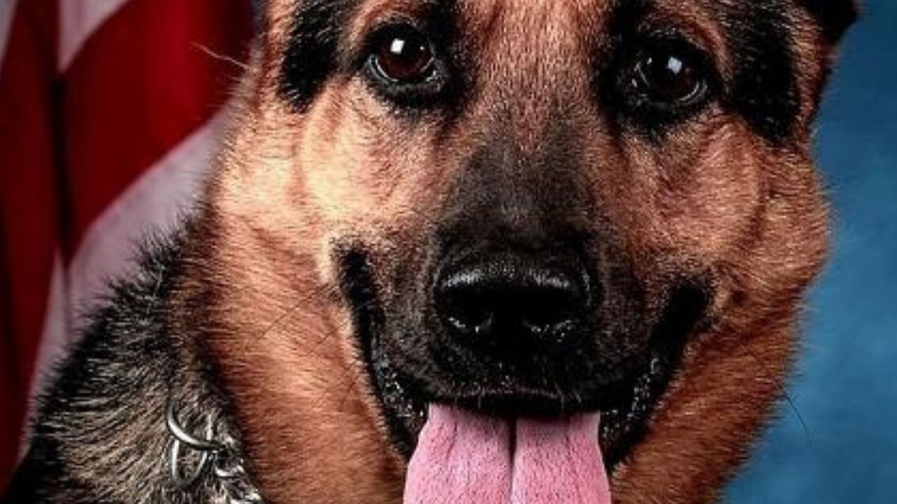 EUA: Cachorro farejador encontra drogas e dinheiro escondidos em parede falsa