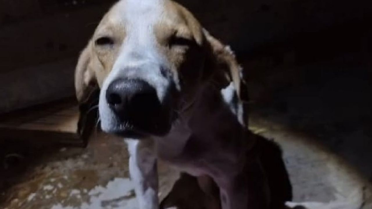 Cachorro protege dona durante ataque de faca realizado pelo marido da vítima