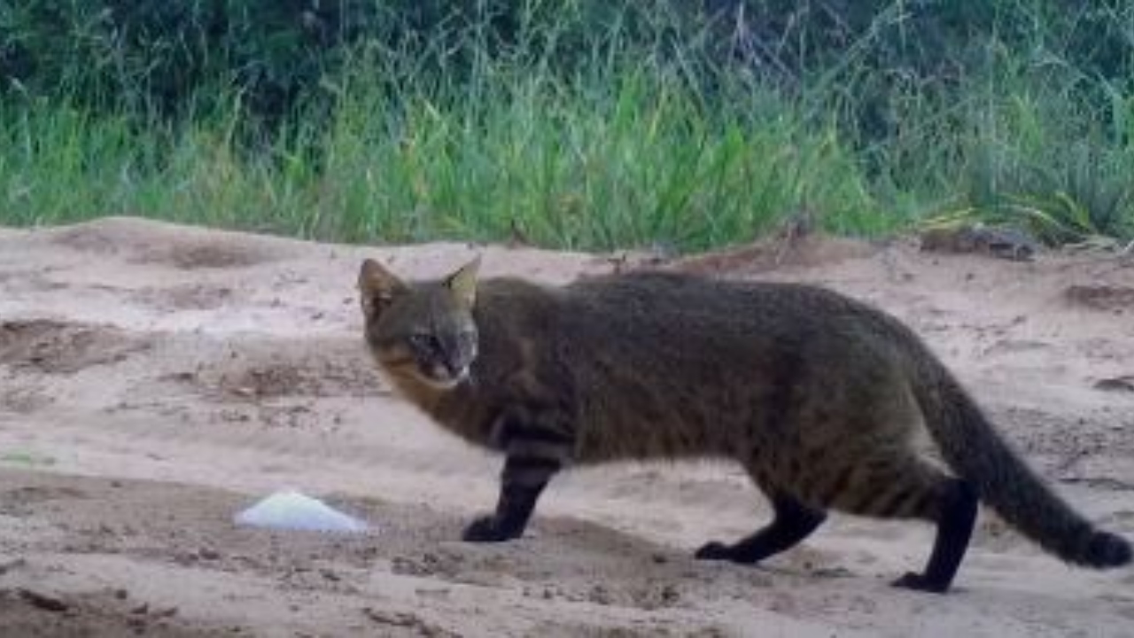 Raro felino é encontrado em vinícola no Rio Grande Sul