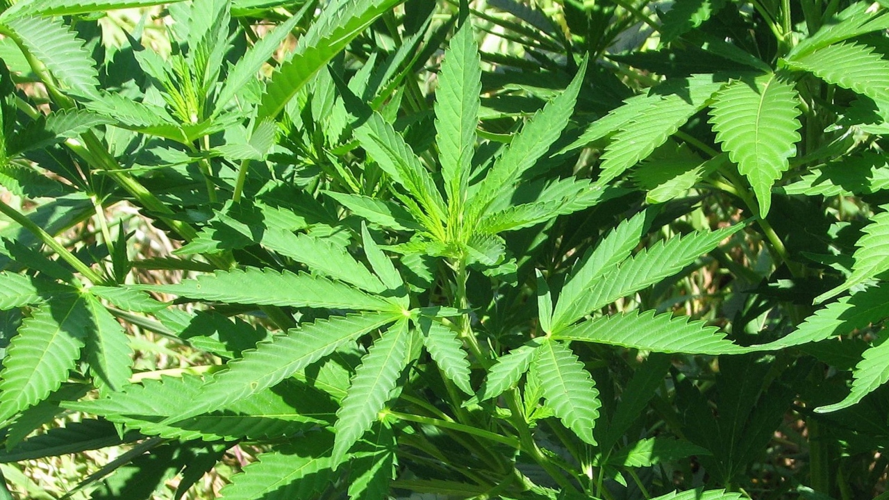 Cannabis era utilizada na China há 12 mil anos, aponta pesquisa