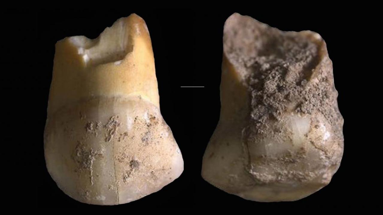 Dente canino de um dos últimos Neandertais é encontrado na Itália