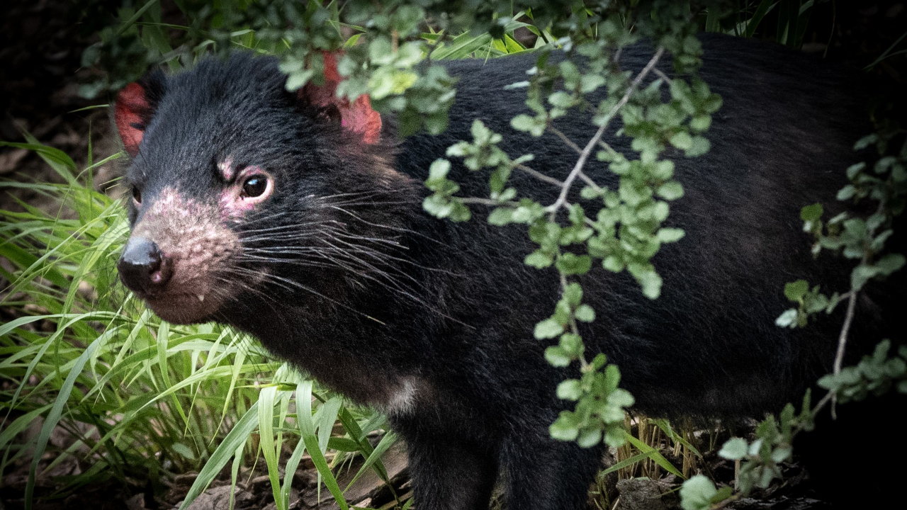 Diabos-da-tasmânia se reproduzem naturalmente na Austrália continental pela primeira vez em anos