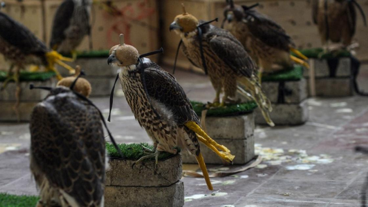 Falcões ameaçados de extinção são resgatados de contrabando no Paquistão