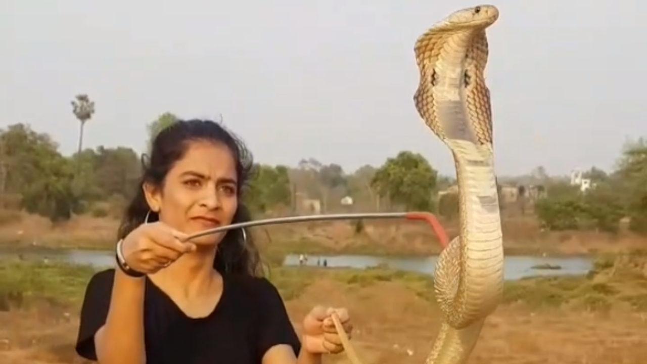 Indiana viraliza no Instagram ao brincar com espécie de cobra venenosa