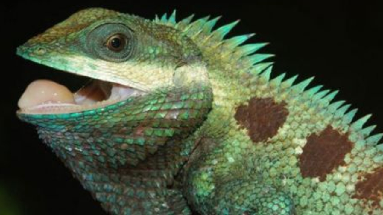 No Camboja, duas novas espécies de lagarto são descobertas