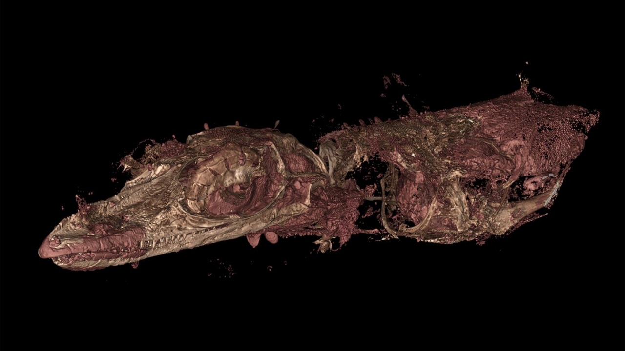 Estudo afirma que fóssil de dinossauro encontrado em âmbar é de lagarto pré-histórico