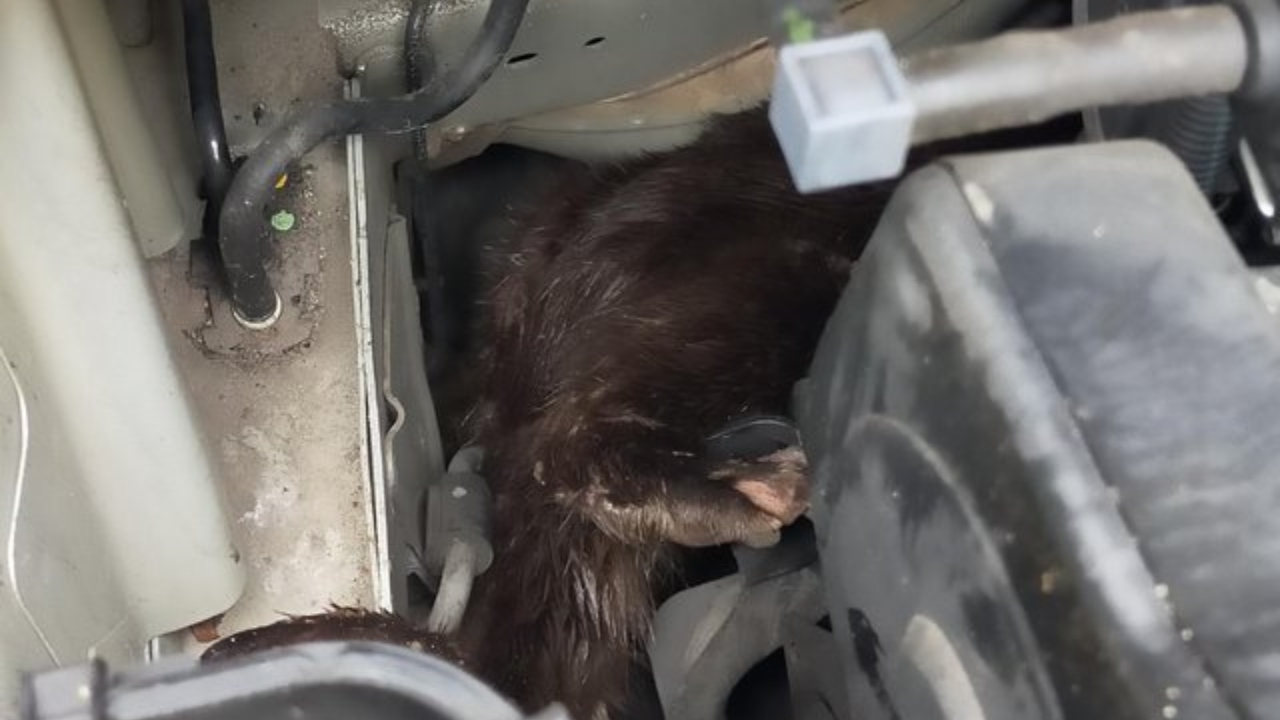 Lontra é resgata dentro de capô de carro perto de lago na Escócia