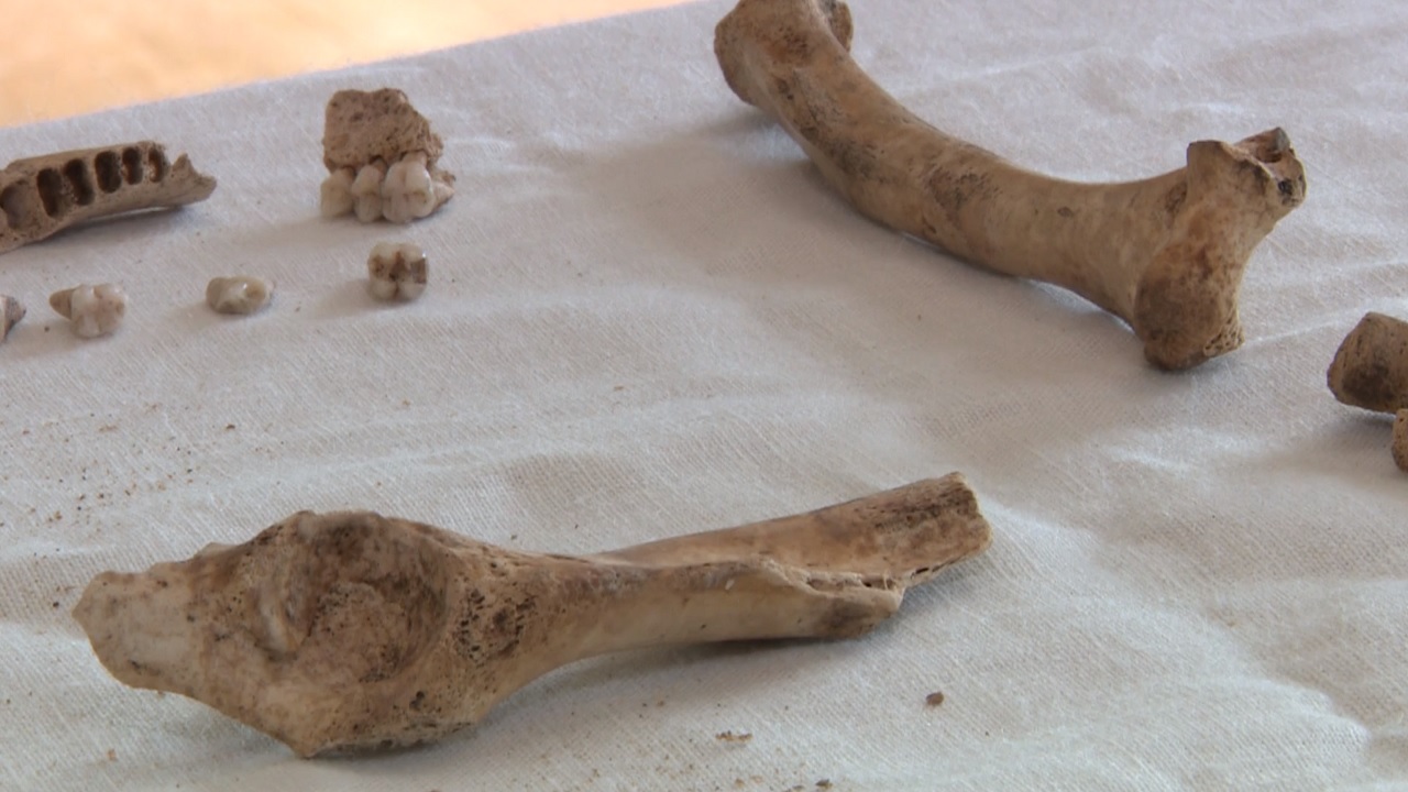 Ossos de primatas são encontrados durante obras no Castelo de Nottingham