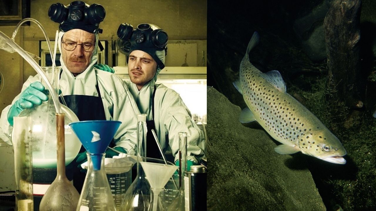 Metanfetamina vicia até peixes, aponta estudo